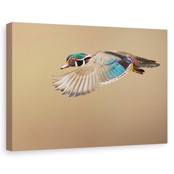 Tablou canvas - Rata De Lemn, Pasare, Zbor, 20 x 30 cm Tablou canvas - Rata De Lemn, Pasare, Zbor, 20 x 30 cm