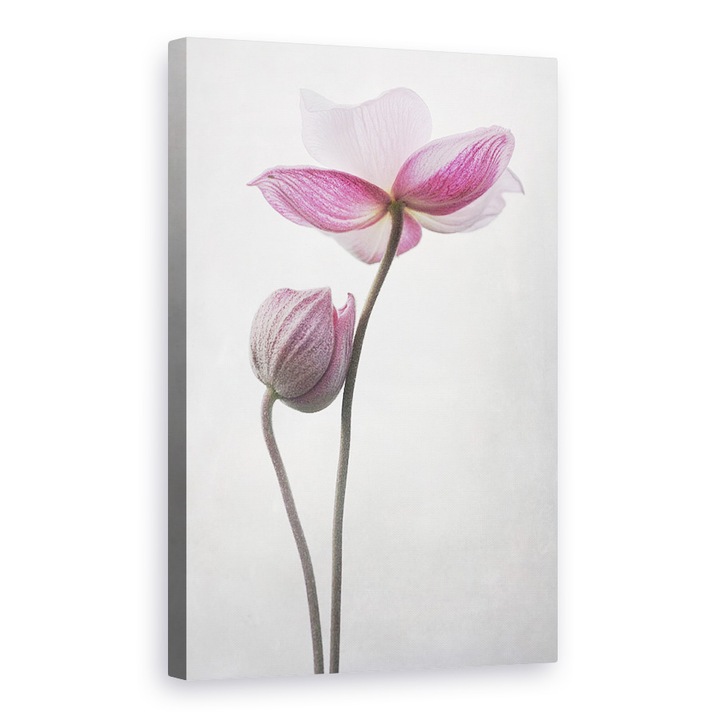 Tablou canvas - O Mica Atingere, Floare, Anemone, Hupehensis, Roz, Flora, 20 x 30 cm