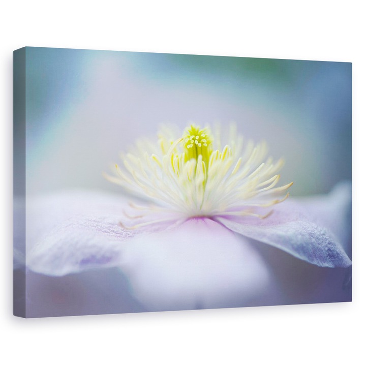 Tablou canvas - Mayleen, Montana, Roz, Floare, 20 x 30 cm