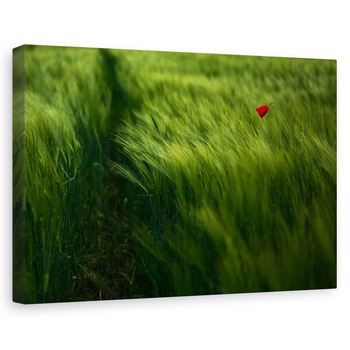 Tablou canvas - In Vant, Vara, Maci, Camp, Lunca, 20 x 30 cm Tablou canvas - In Vant, Vara, Maci, Camp, Lunca, 20 x 30 cm