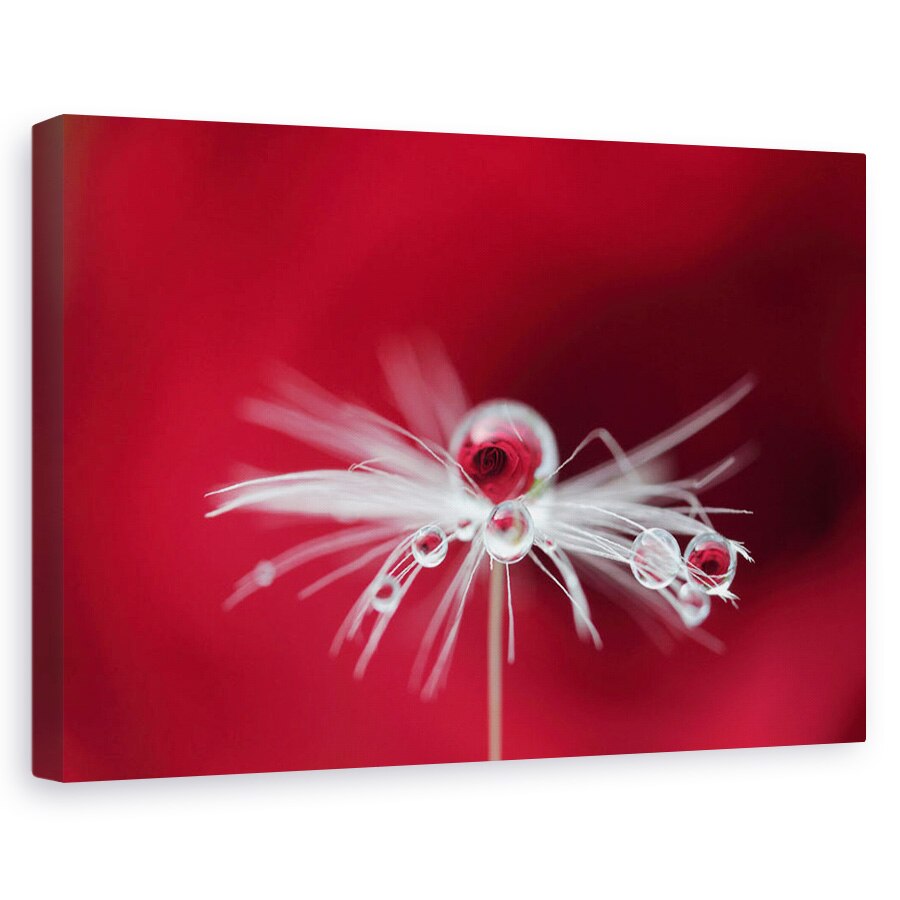 Tablou canvas - Picatura De Trandafir, Rosu, Paris, Apa, 40 x 60 cm