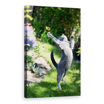 Tablou canvas - Domnisoara, Pisica, Animal, Danemarca, Fluture, Prinde, 20 x 30 cm Tablou canvas - Domnisoara, Pisica, Animal, Danemarca, Fluture, Prinde, 20 x 30 cm