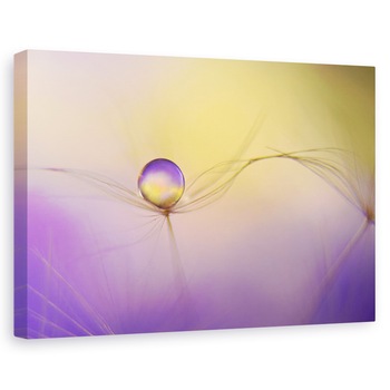 Tablou canvas - In Brate, Pana, Picatura, Picatura De Apa, Perla, 20 x 30 cm Tablou canvas - In Brate, Pana, Picatura, Picatura De Apa, Perla, 20 x 30 cm