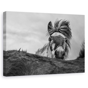 Tablou canvas - Buna, Islanda, Animale, Cai, Fata, Furtun, 20 x 30 cm Tablou canvas - Buna, Islanda, Animale, Cai, Fata, Furtun, 20 x 30 cm