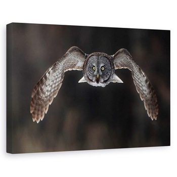 Tablou canvas - In Fata Ta, Natura, Pasari, Mare Gri, Bufnita Gri, 20 x 30 cm Tablou canvas - In Fata Ta, Natura, Pasari, Mare Gri, Bufnita Gri, 20 x 30 cm