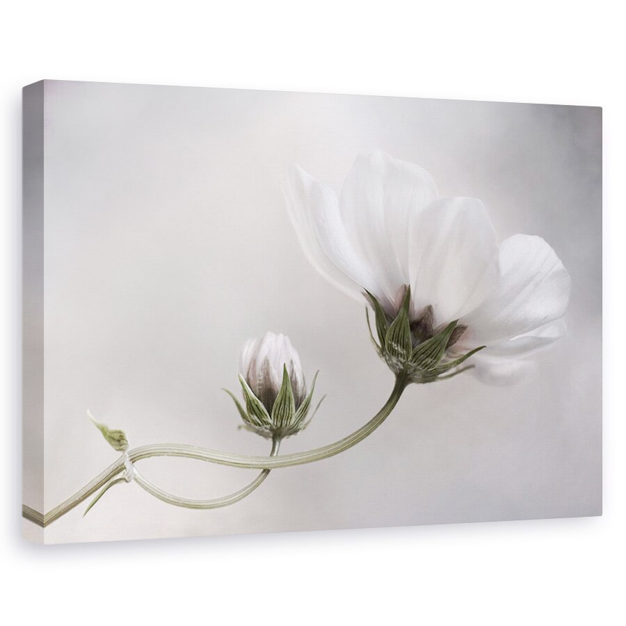 Tablou canvas - Pur Si Simplu Cosmos, Alb, Luminos, Floare, Delicata, Bland, 20 x 30 cm