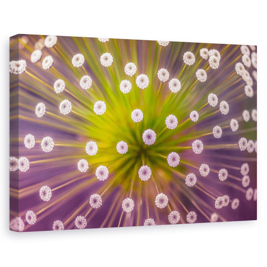 Tablou canvas - Culori, Floare, Purpuriu, Macro, 20 x 30 cm