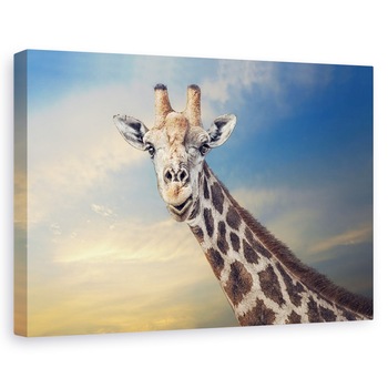 Tablou canvas - Gigantul Prietenos, Africa, Namibia, Animal, Girafa, Cer, 40 x 60 cm Tablou canvas - Gigantul Prietenos, Africa, Namibia, Animal, Girafa, Cer, 40 x 60 cm