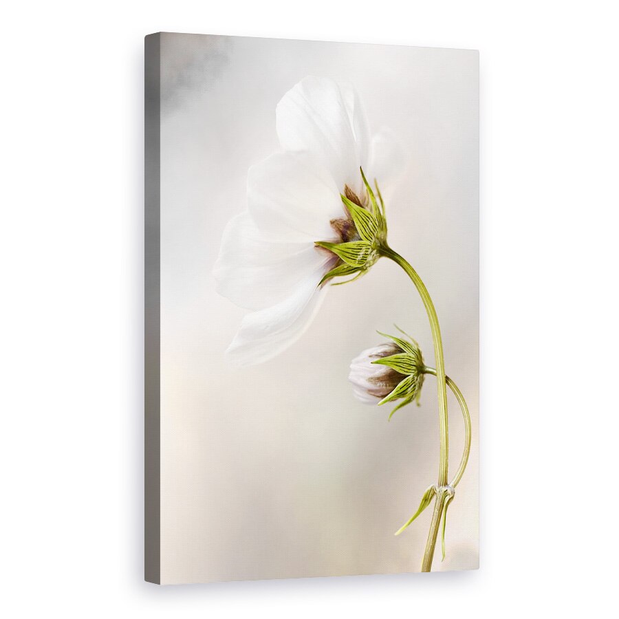 Tablou canvas - Cosmos, Natura Moarta, Floare, 20 x 30 cm