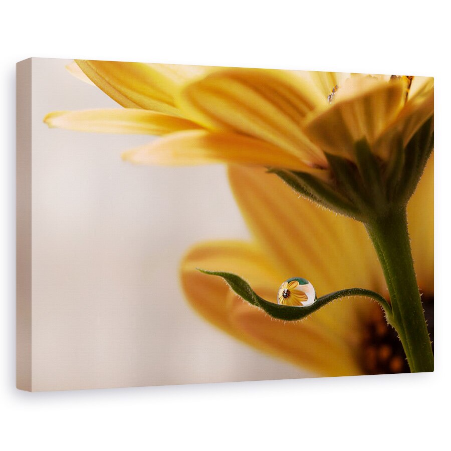 Tablou canvas - Protejat, Floare, Macro, Apa, 20 x 30 cm