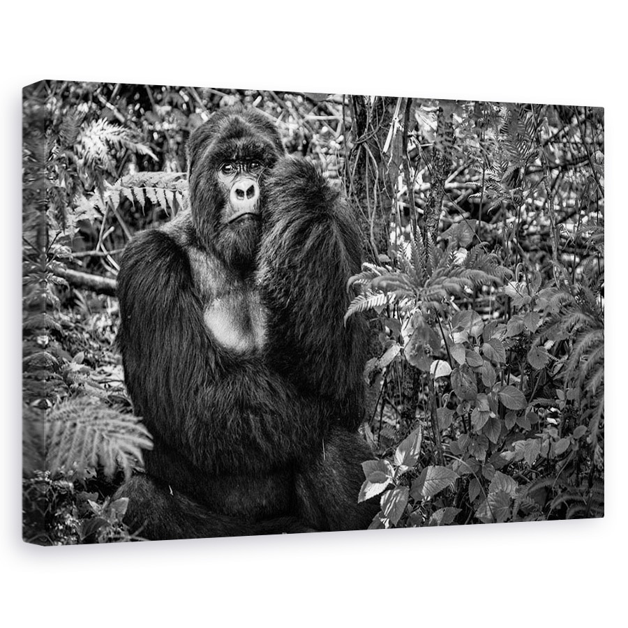 Tablou canvas - Kwitonda Silverback, Gorila, Rwanda, Virunga, Africa, Gorila, 40 x 60 cm