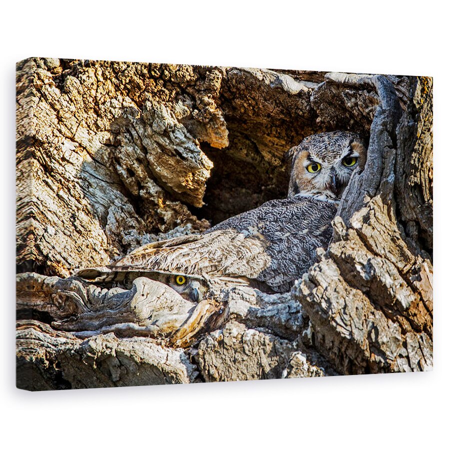 Tablou canvas - Timid, Natura, Salbatic, Animal, Bufnita, Salbatic, 40 x 60 cm