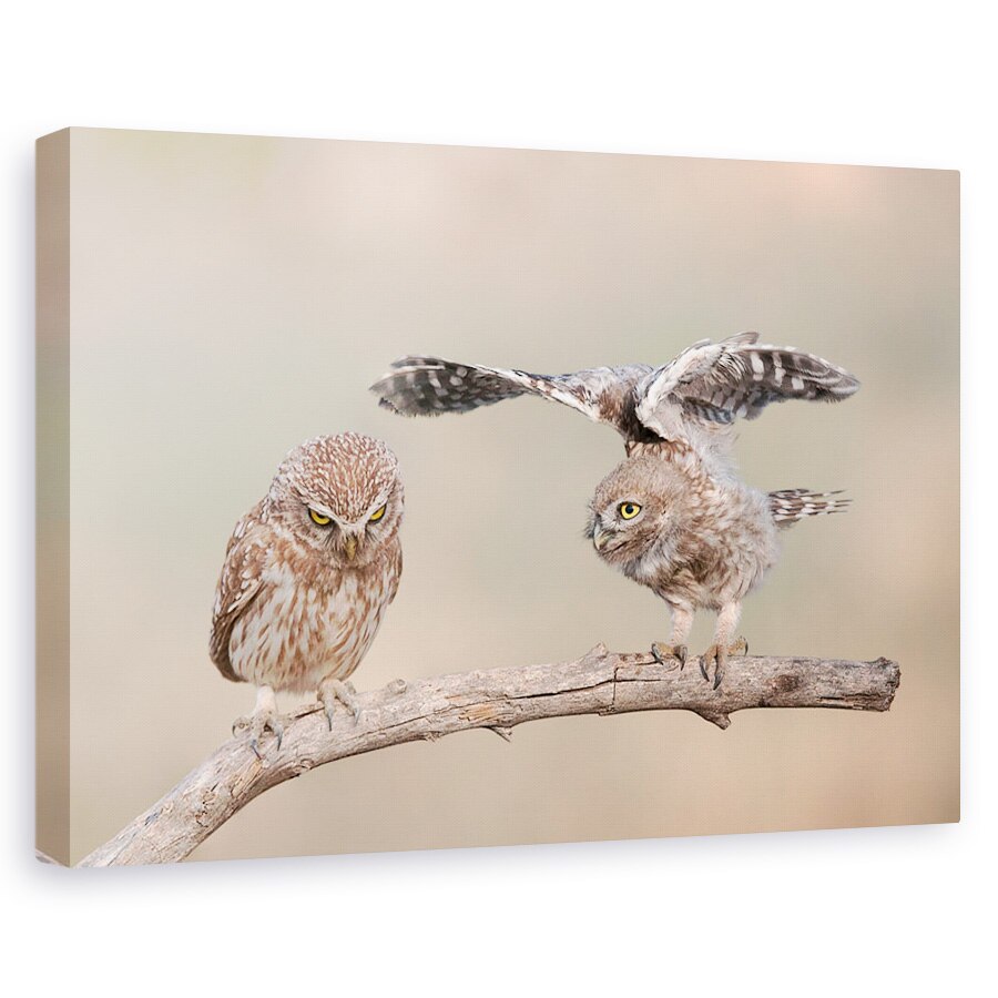 Tablou canvas - Indiferenta, Bufnita, Pasare, Natura, Animal, 20 x 30 cm