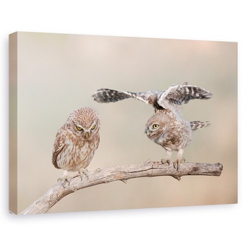 Tablou canvas - Indiferenta, Bufnita, Pasare, Natura, Animal, 40 x 60 cm Tablou canvas - Indiferenta, Bufnita, Pasare, Natura, Animal, 40 x 60 cm