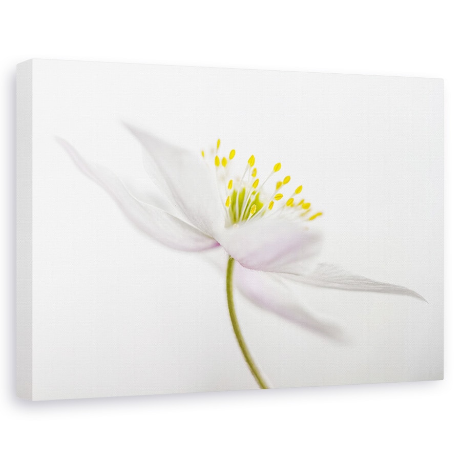 Tablou canvas - Nemorosa, Punct, Floare, Macro, Natura Moarta, 40 x 60 cm