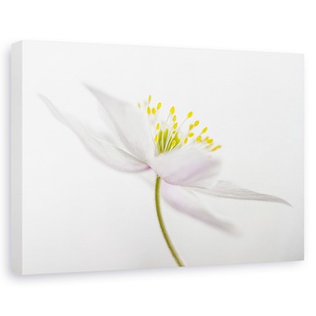 Tablou canvas - Nemorosa, Punct, Floare, Macro, Natura Moarta, 20 x 30 cm Tablou canvas - Nemorosa, Punct, Floare, Macro, Natura Moarta, 20 x 30 cm