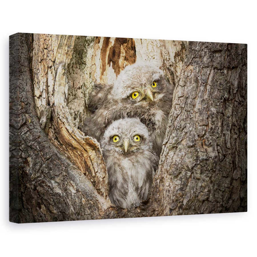 Tablou canvas - Civ Si Civ, Animal, Pasare, Salbatic, 20 x 30 cm