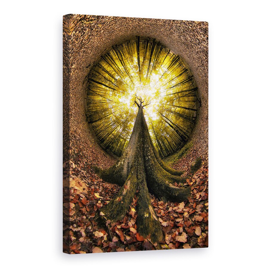 Tablou canvas - Patru Secole, Stejar, Copac, Panoramic, Peste, Tronaais, 20 x 30 cm