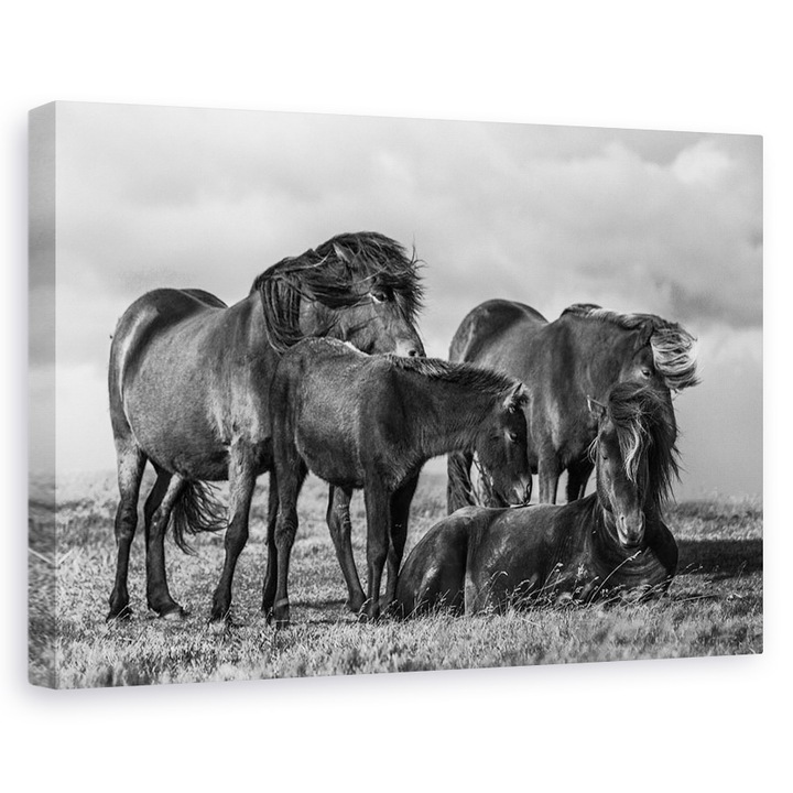 Tablou canvas - Familie Fericita, Animale, Cal Islandez, 40 x 60 cm