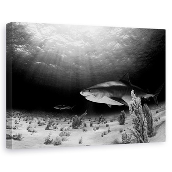 Tablou canvas - Tigrul Negru, Sub Apa, Rechin, Alb-Negru, Lumina, 20 x 30 cm Tablou canvas - Tigrul Negru, Sub Apa, Rechin, Alb-Negru, Lumina, 20 x 30 cm
