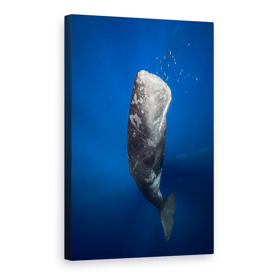 Tablou canvas - Balena In Lumina, Sub Apa, Cetacee, 40 x 60 cm