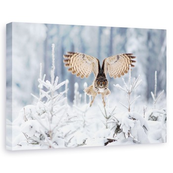 Tablou canvas - Vultur-Bufnita, Bufnita Vultur, Bufnita, Aripi, Zburand, Zbor, 40 x 60 cm Tablou canvas - Vultur-Bufnita, Bufnita Vultur, Bufnita, Aripi, Zburand, Zbor, 40 x 60 cm