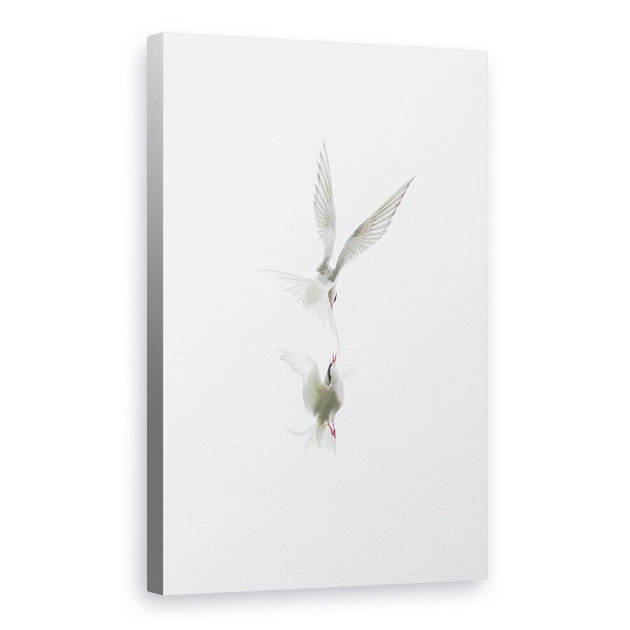 Tablou canvas - Tern, Pasari, Punct, Salbatic, Natura, 40 x 60 cm
