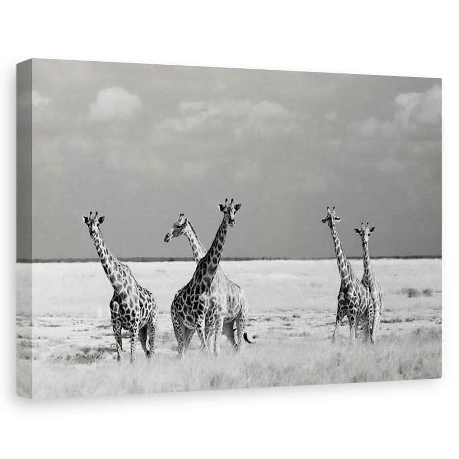 Tablou canvas - Animale Ciudate, Natura, Animal, Salbatic, Girafa, 20 x 30 cm