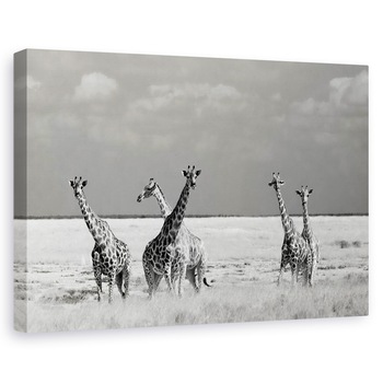 Tablou canvas - Animale Ciudate, Natura, Animal, Salbatic, Girafa, 40 x 60 cm Tablou canvas - Animale Ciudate, Natura, Animal, Salbatic, Girafa, 40 x 60 cm