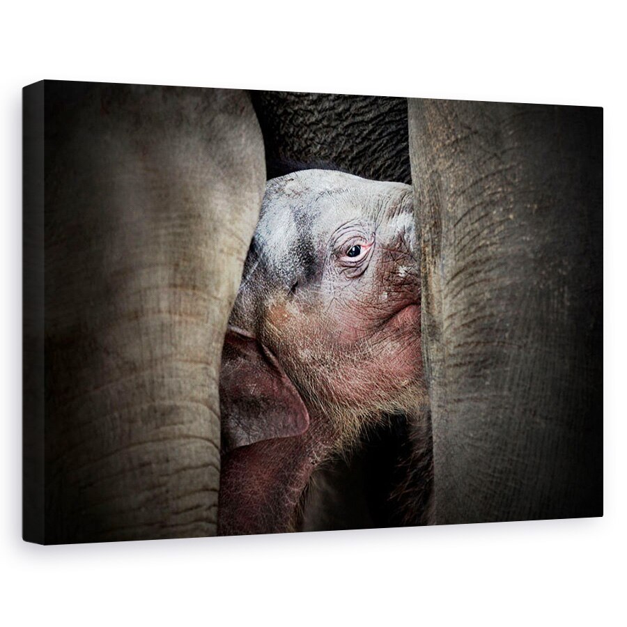 Tablou canvas - Cunoasterea Imemoriala A Nou-Nascutilor, Animale, Pui De Elefant, Ochi, 20 x 30 cm
