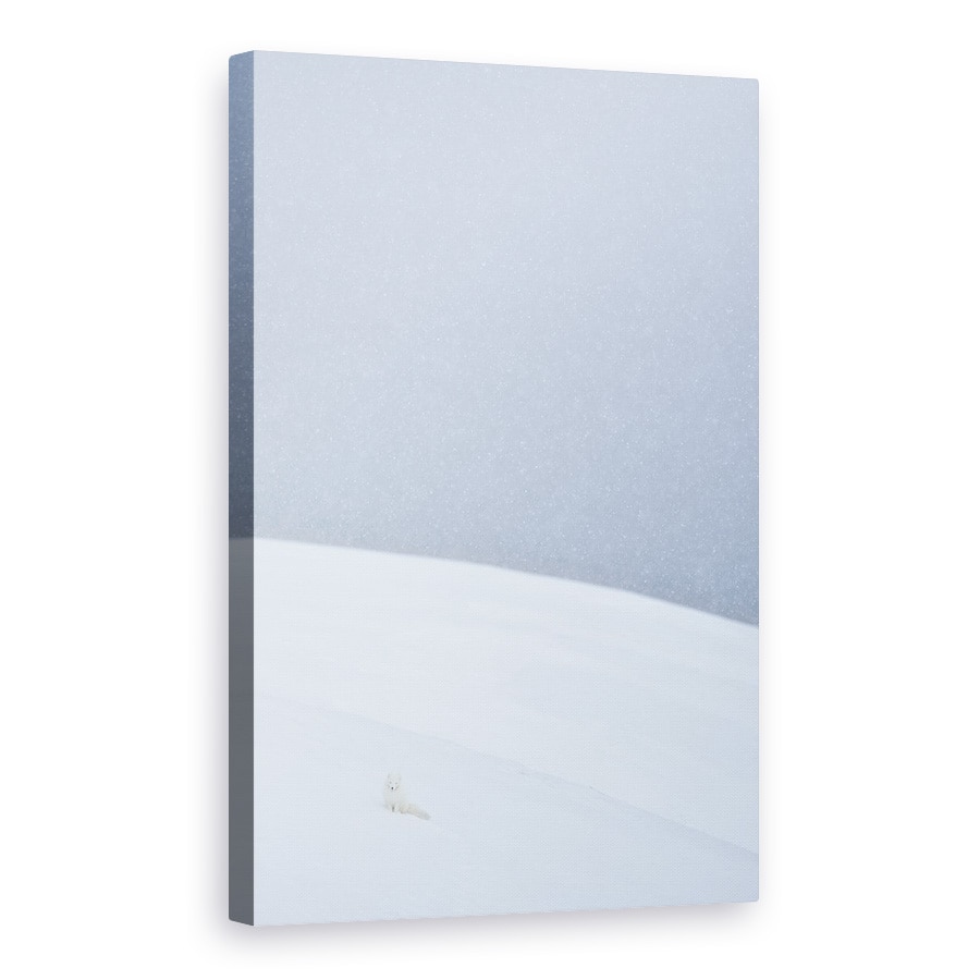 Tablou canvas - Vulpea Arctica In Svalbard, Spitsbergen, Alb, Moale, Rece, 40 x 60 cm