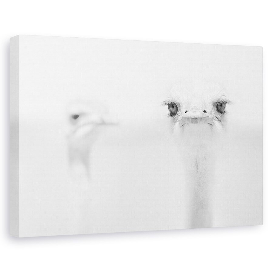 Tablou canvas - Strut Amuzant, Luminos, Punct, Pasare, 40 x 60 cm