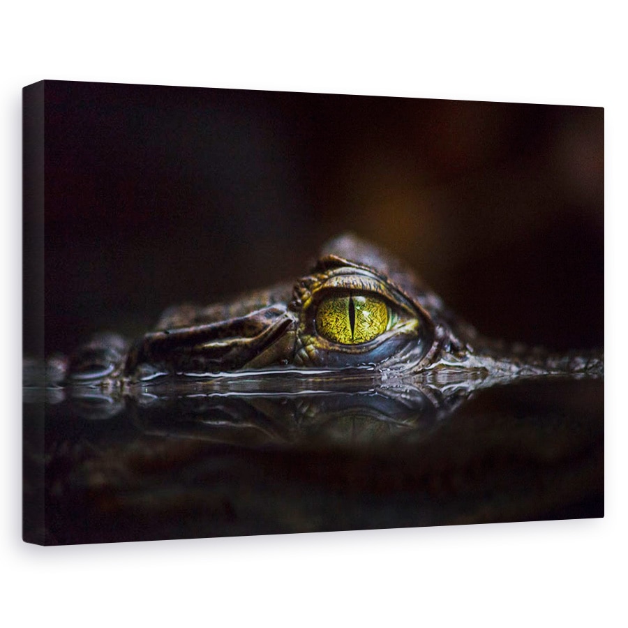 Tablou canvas - Hypnotic, Natura, Animal, Salbatic, Caiman, 20 x 30 cm