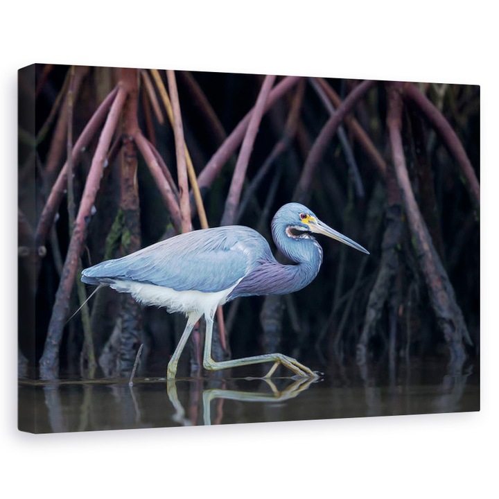 Mangrove, madarak, természet, víz, gyökerek követése - Vászonkép, 80 x 120 cm