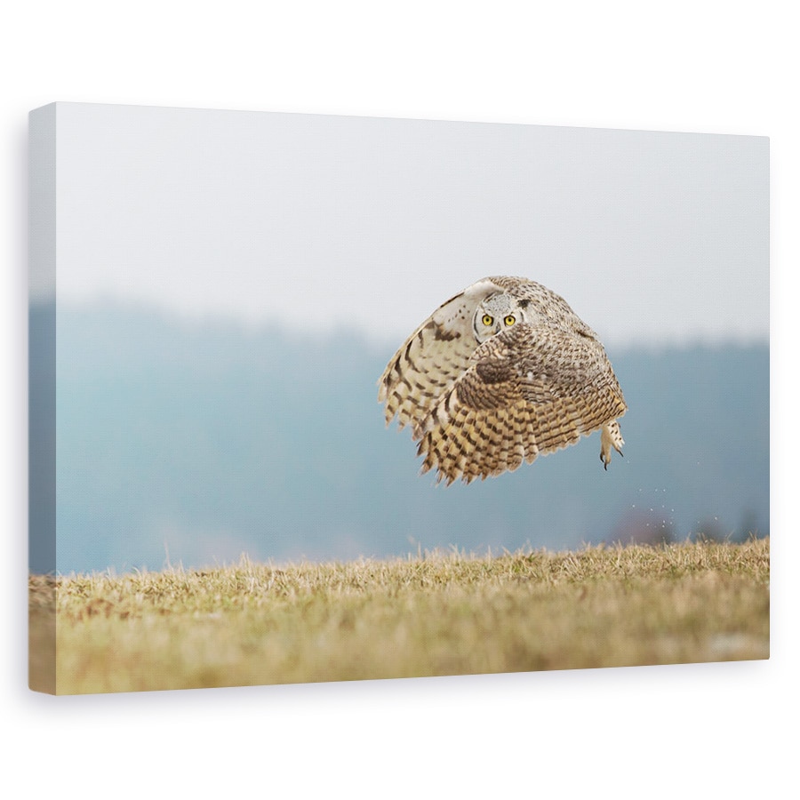 Tablou canvas - Bufnita De Virginia, Look, Ochi, Zbor, Zbor, Zburand, 40 x 60 cm