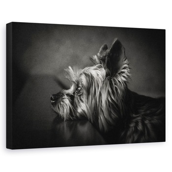 Tablou canvas - Te-Am Asteptat, Caine, Asteptand, Alb-Negru, Pet, Animal, 40 x 60 cm Tablou canvas - Te-Am Asteptat, Caine, Asteptand, Alb-Negru, Pet, Animal, 40 x 60 cm