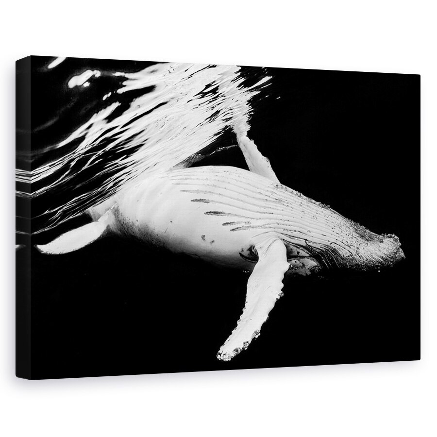 Tablou canvas - Negru Si Balena, Cocoasa, Sefii, Sub Apa, 40 x 60 cm