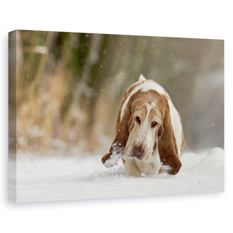 Tablou canvas - Pas Cu Pas, Caine, Pet, Zapada, Ninge, Iarna, 20 x 30 cm