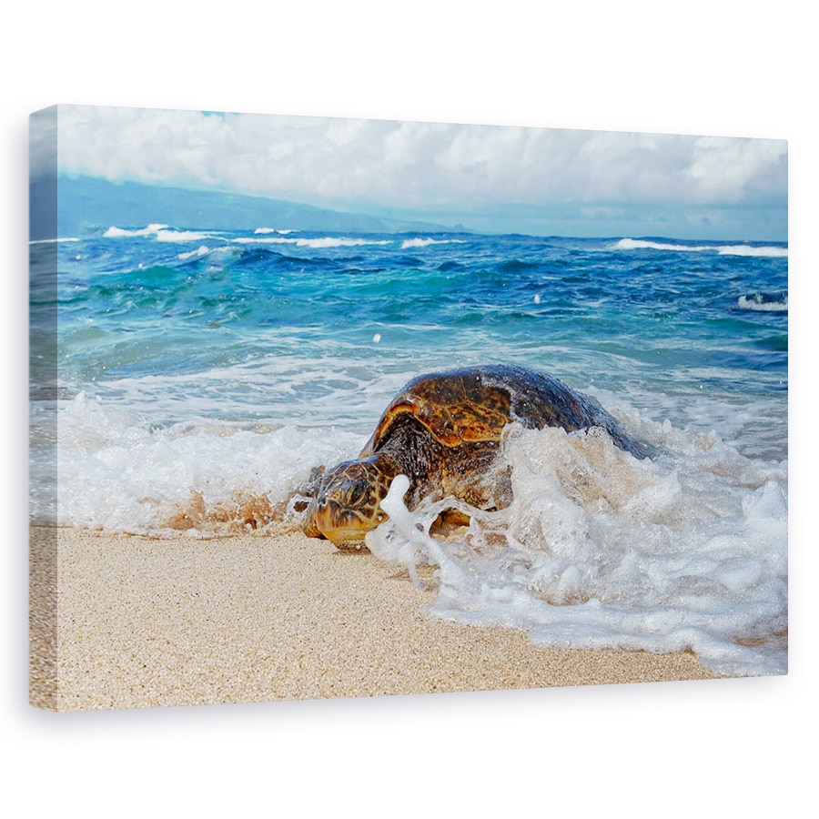 Tablou canvas - De La Mare, Natura, Animal, Salbatic, Salbatic, Testoasa, 20 x 30 cm