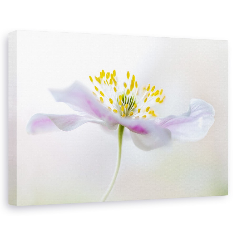 Tablou canvas - Anemone Din Lemn, Floare, Flora, Floral, Macro, Vara, 20 x 30 cm
