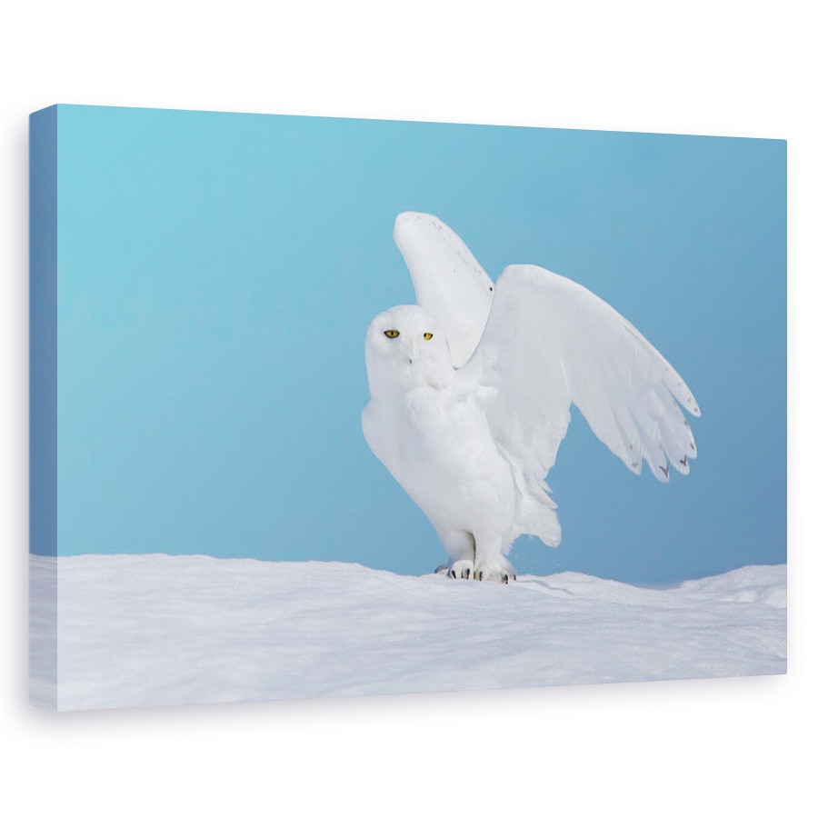 Tablou canvas - Fantoma De Iarna, Zapada, Bufnita, Zapada, Iarna, Pasare, 40 x 60 cm