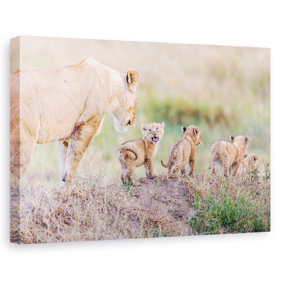 Tablou canvas - Sa Mergem, Mama, Natura, Animal, Salbatic, Leu, 20 x 30 cm