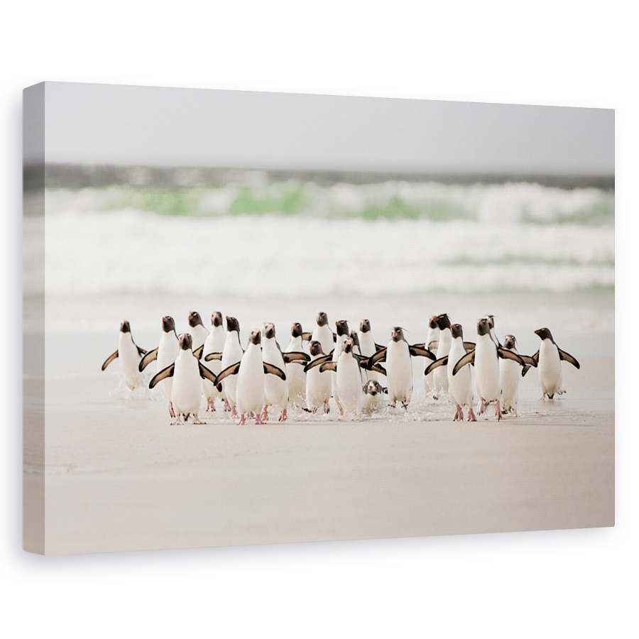 Tablou canvas - Desembarco, Natura, Animal, Pinguin, Salbatic, 20 x 30 cm