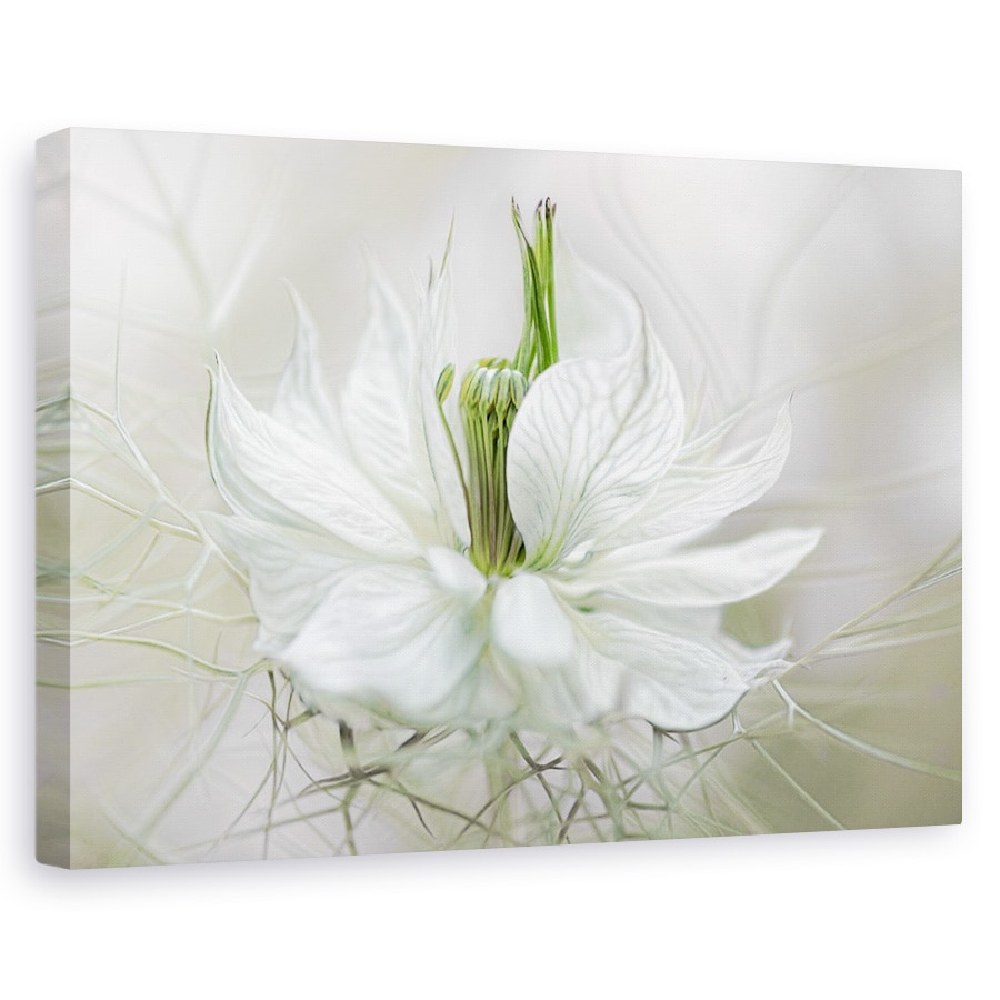 Tablou canvas - Nigella, Floare, Delicata, 20 x 30 cm