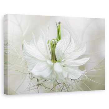 Tablou canvas - Nigella, Floare, Delicata, 40 x 60 cm Tablou canvas - Nigella, Floare, Delicata, 40 x 60 cm