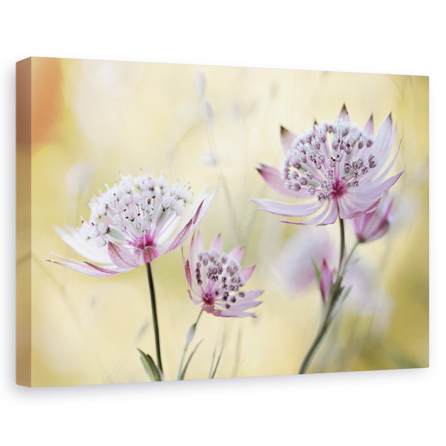 Tablou canvas - Astrantia Major, Floare, Flora, Floral, Roz, Macro, 20 x 30 cm