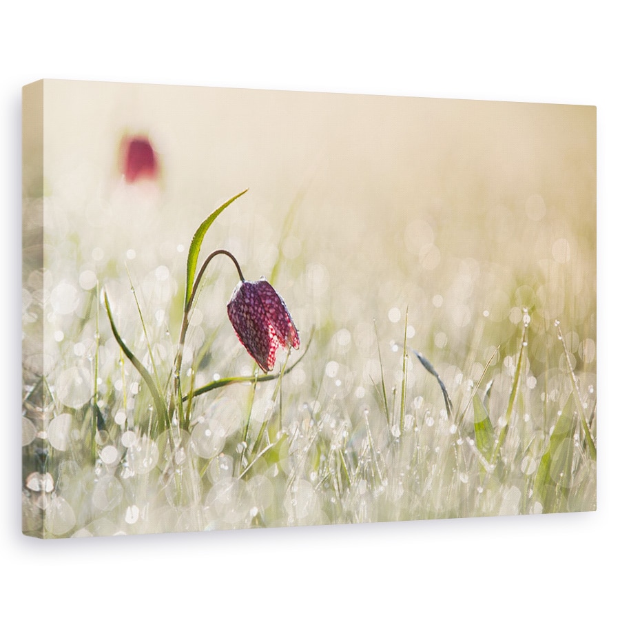 Tablou canvas - Dimineata, Olanda, Floare, Roua, Dimineata, Macro, 20 x 30 cm