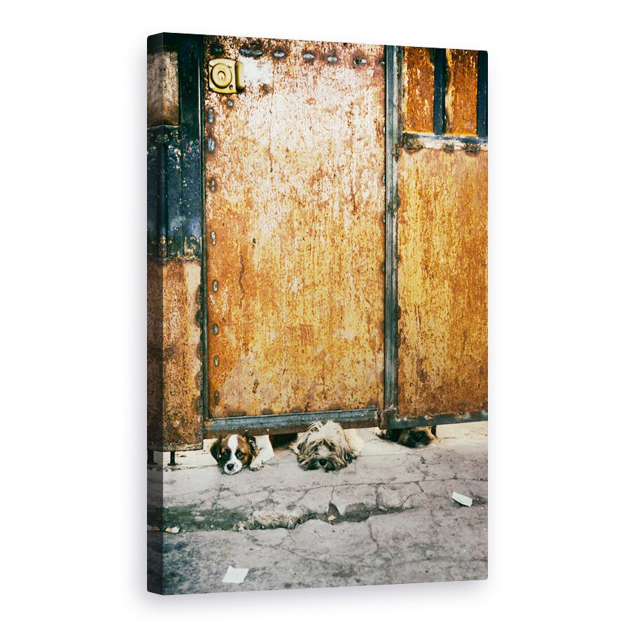 Tablou canvas - Trei Caini Tristi, Caini, Strada, Usa, Rugina, In Aer Liber, 20 x 30 cm