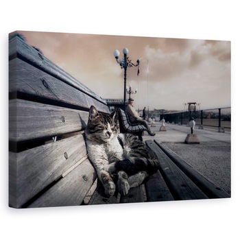 Tablou canvas - Lenes, Lusgard, Pisica, Istanbul, Strada, Pet, 80x120 cm Tablou canvas - Lenes, Lusgard, Pisica, Istanbul, Strada, Pet, 80x120 cm