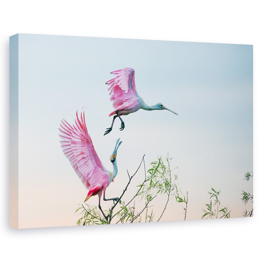 Tablou canvas - Pereche Roz , Mare, Insula, Insula Mare, Texas, Us, 20 x 30 cm